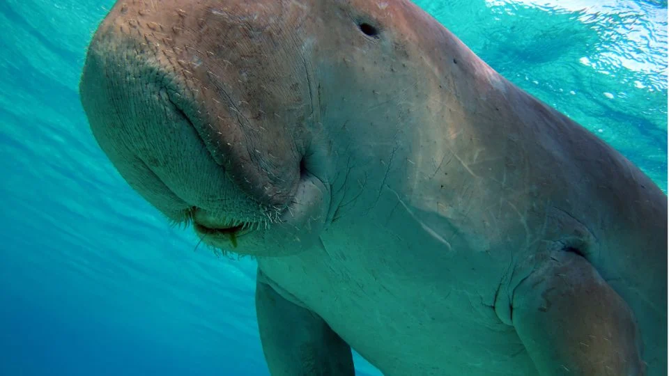 Egy dugong a víz alatt, közelről látható, békésen úszik.