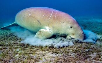 Dugong Dugong dugon