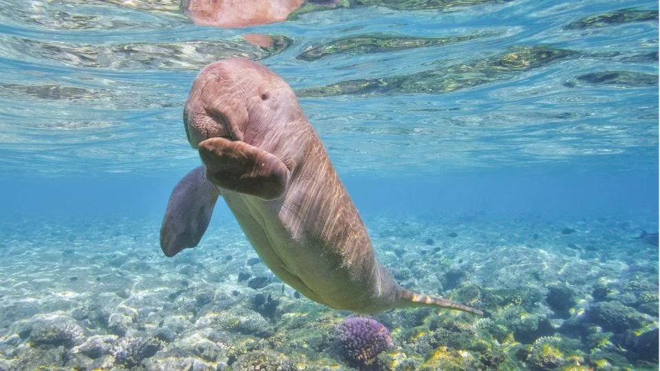 Egy dugong úszik a tengerben, körülötte színes korallok találhatók.