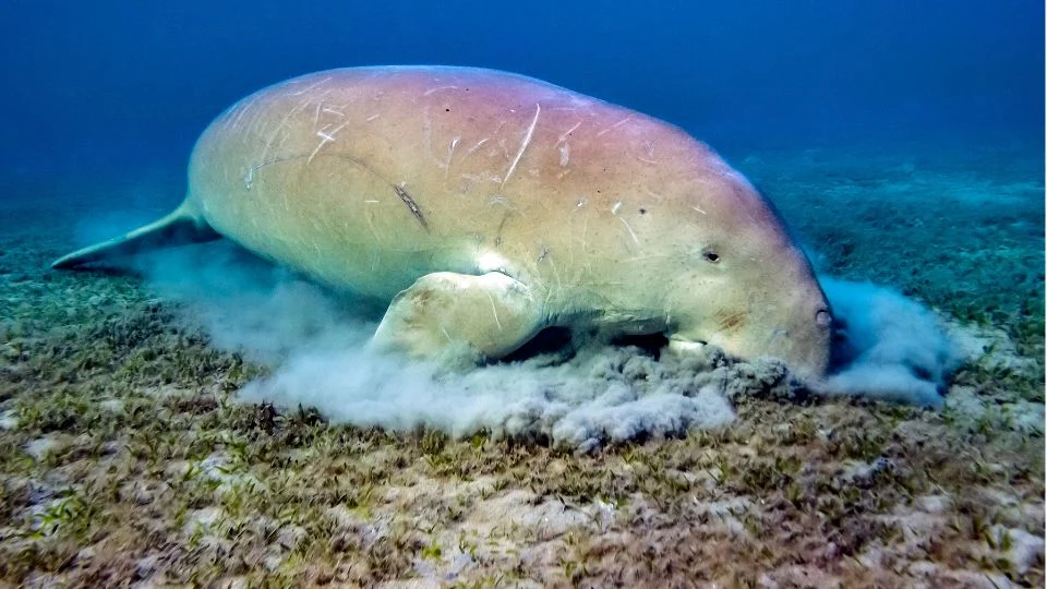 Egy dugong az óceán fenekén, tengerifű között táplálkozik.