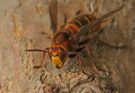 Lodarazs Vespa crabro