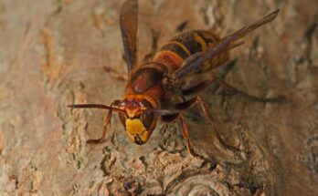 Lodarazs Vespa crabro