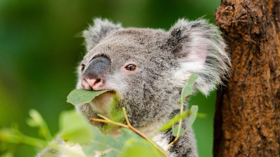 Mit eszik a koala