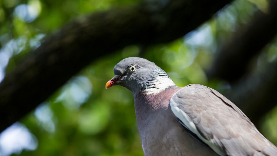 Orvos galamb Columba palumbus 1