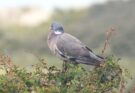 Orvos galamb Columba palumbus