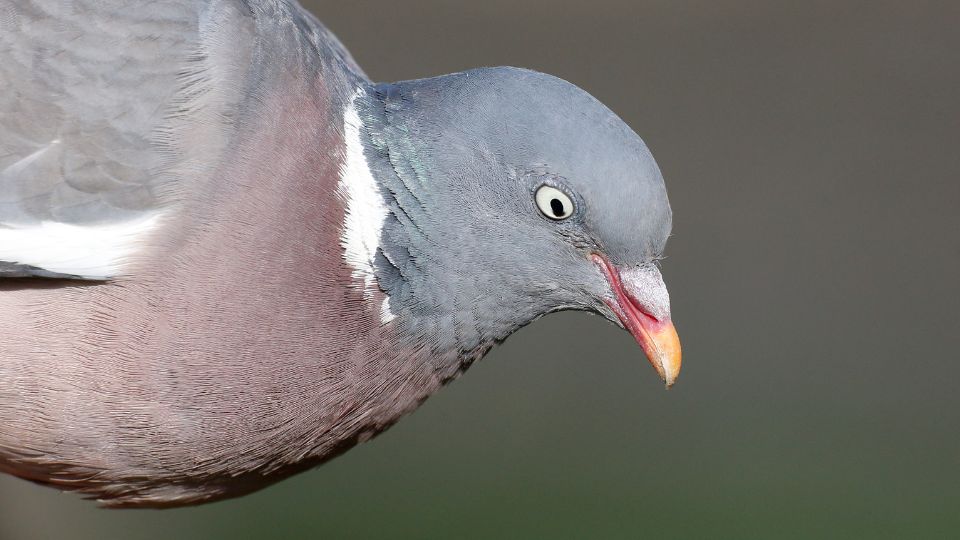 Orvos galamb Columba palumbus 2