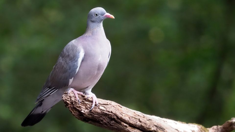 Orvos galamb Columba palumbus 3