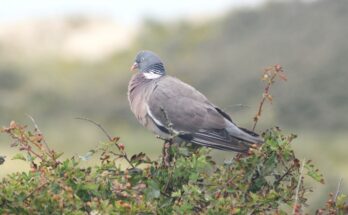 Orvos galamb Columba palumbus