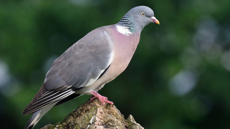 Orvos galamb Columba palumbus 4