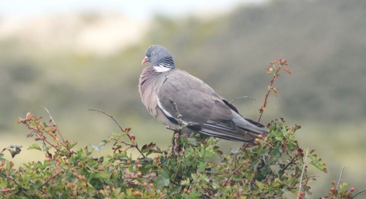 Orvos galamb Columba palumbus