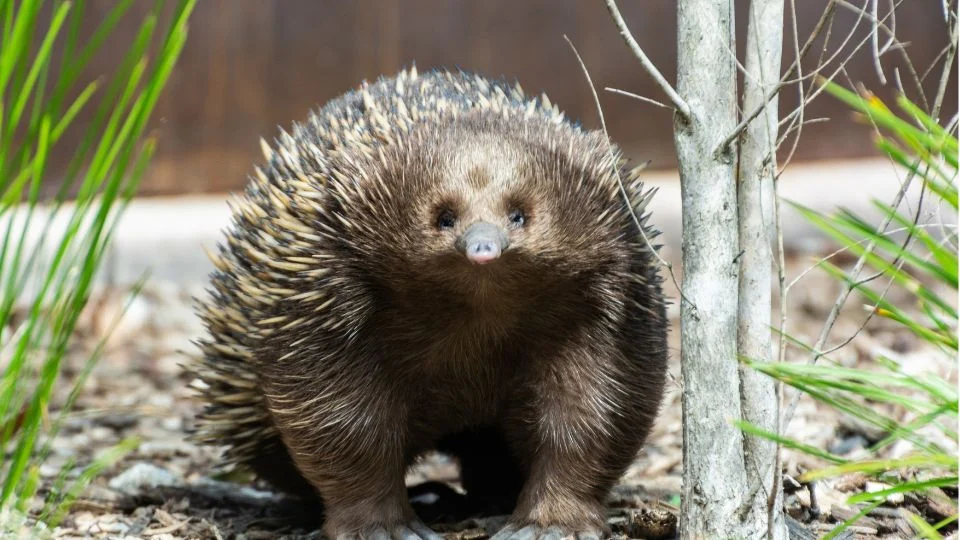 Egy rövidcsőrű hangyászsün áll a fűben, tüskés bundájával és aranyos pofájával.