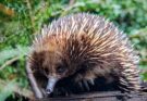 Rovidcsoru hangyaszsun Tachyglossus aculeatus