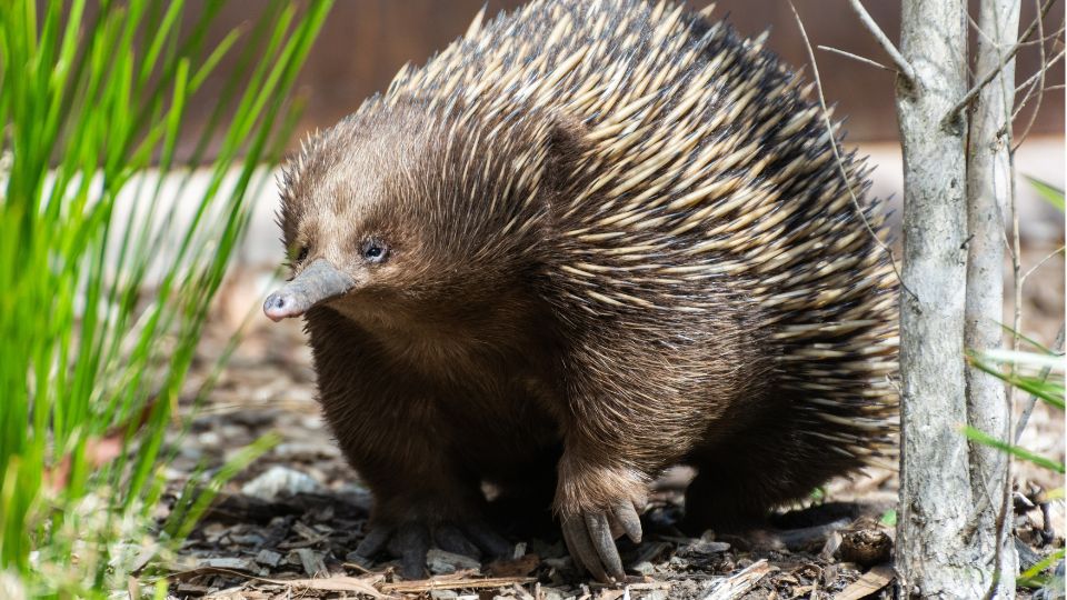Rovidcsoru hangyaszsun Tachyglossus aculeatus 2