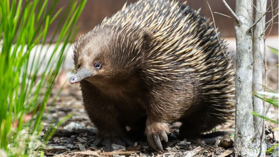 Egy rövidcsőrű hangyászsün a természetben, tüskés hátával és barátságos arckifejezésével.