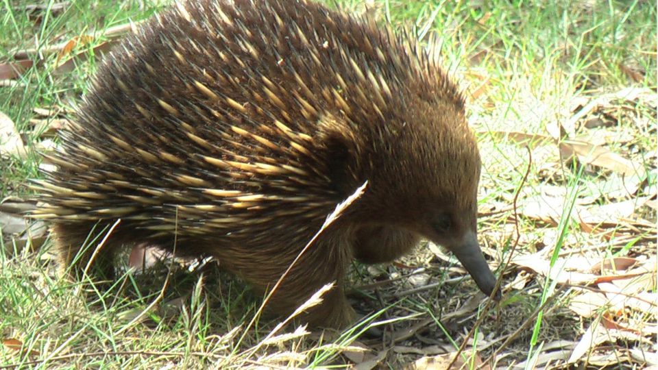 Rovidcsoru hangyaszsun Tachyglossus aculeatus 3