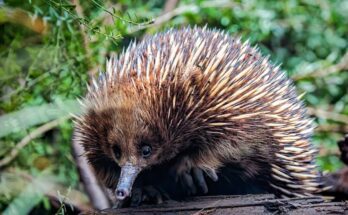Rovidcsoru hangyaszsun Tachyglossus aculeatus