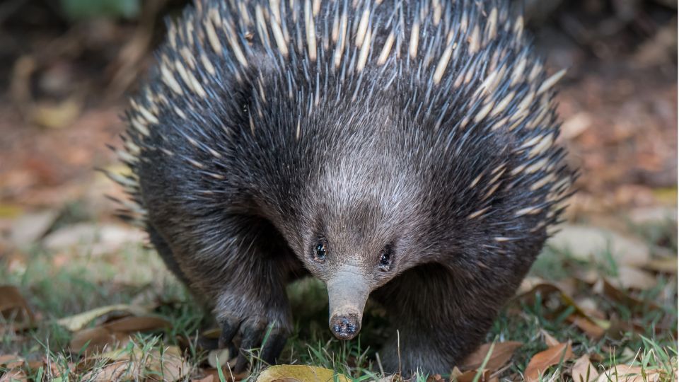Rovidcsoru hangyaszsun Tachyglossus aculeatus 4
