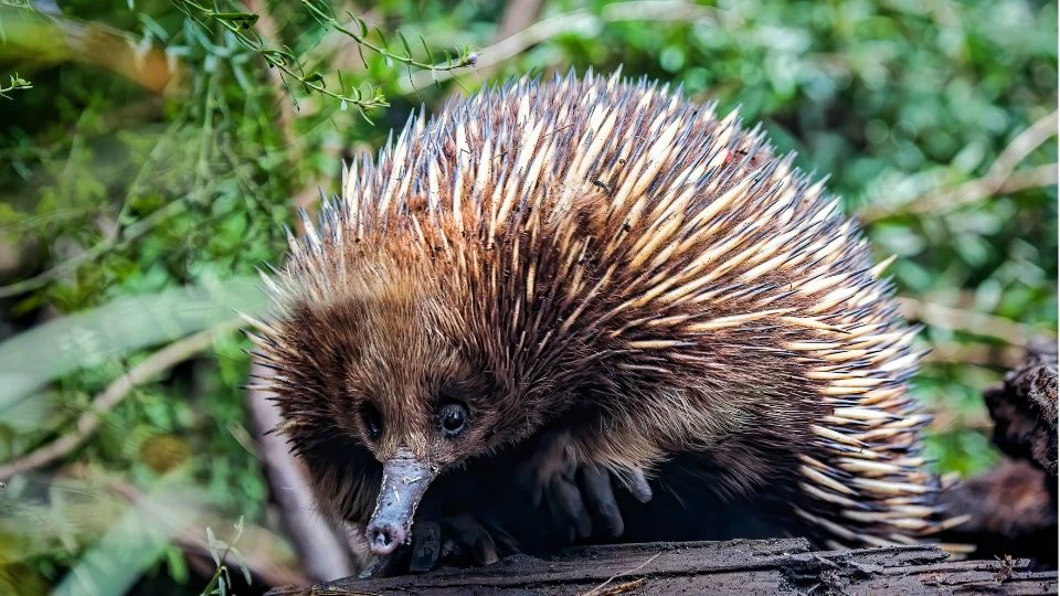 Egy rövidcsőrű hangyászsün fekszik a földön, tüskés bundája jól látható.