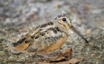 Scolopax rusticola