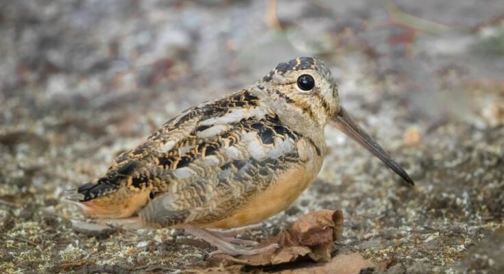 Scolopax rusticola