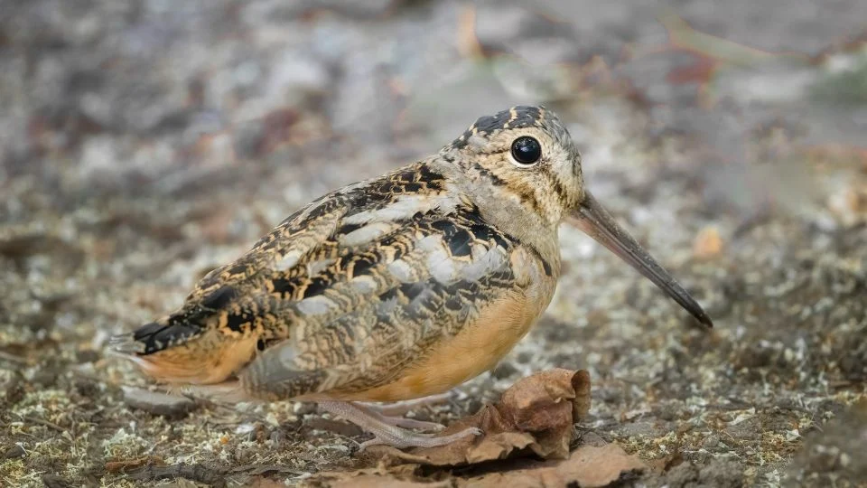 A Scolopax rusticola, vagyis a fácánkakukk, a földön ülve, barna és szürke tollazattal.