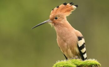 Upupa epops