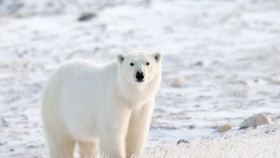 Ursus maritimus 1