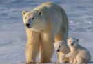 Ursus maritimus