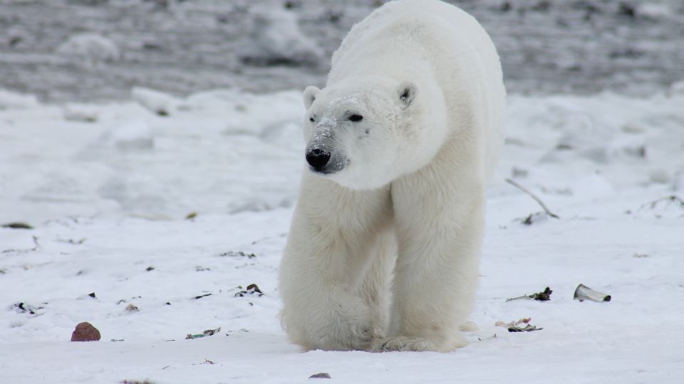 Ursus maritimus 2