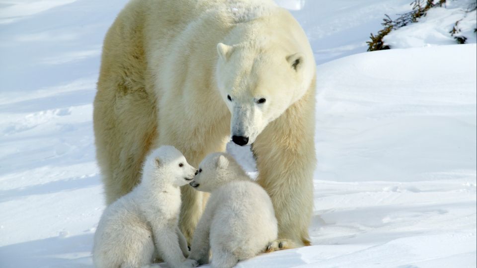 Ursus maritimus 3