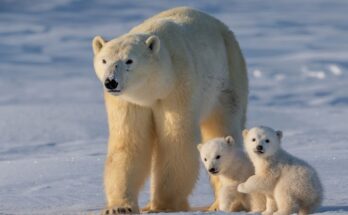 Ursus maritimus