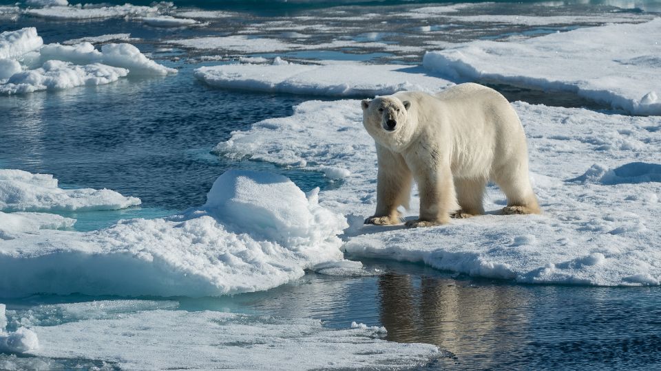 Ursus maritimus 4