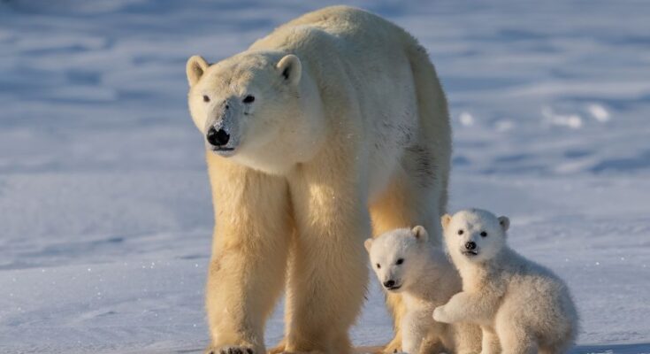 Ursus maritimus