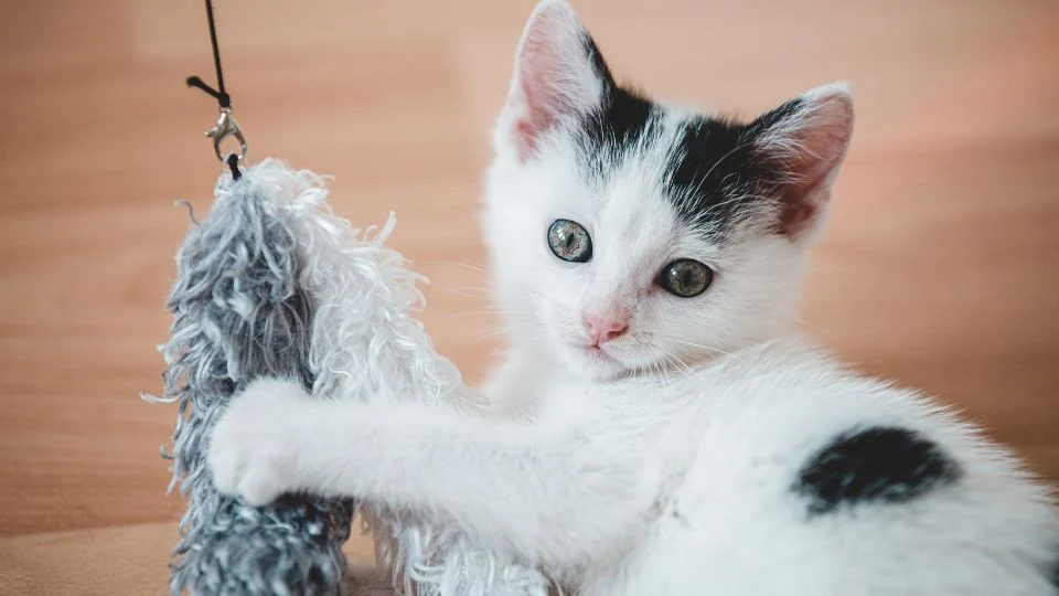 Egy aranyos cica játszik egy puha játékkal, élénk és kíváncsi tekintettel.