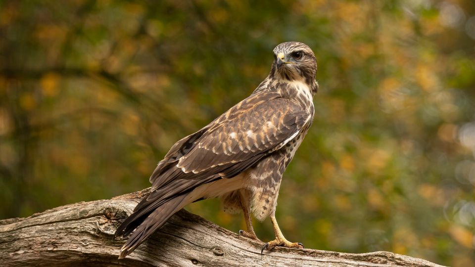 egereszolyv Buteo buteo 1