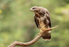 egereszolyv Buteo buteo