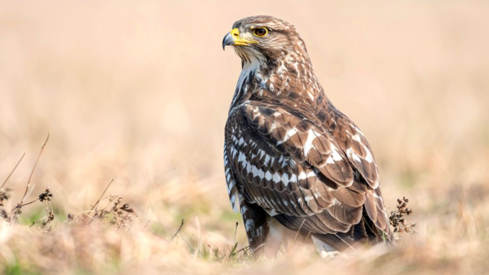 egereszolyv Buteo buteo 2