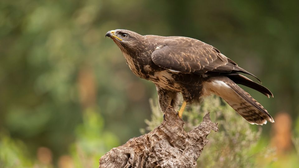 egereszolyv Buteo buteo 3