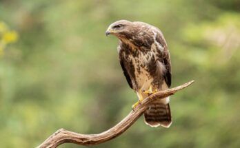 egereszolyv Buteo buteo