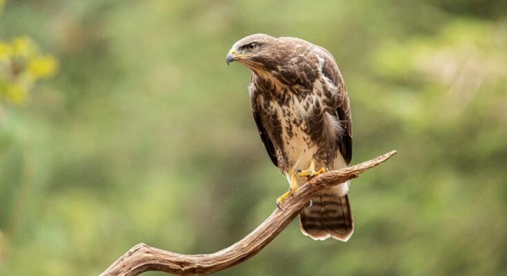 egereszolyv Buteo buteo