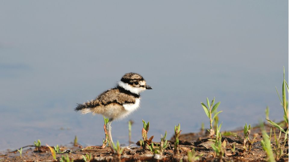 ekfarku lile Charadrius vociferus 1