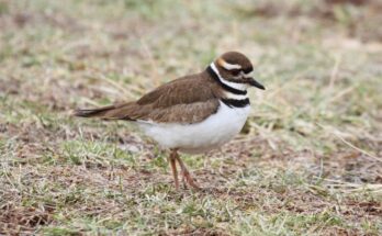 ekfarku lile Charadrius vociferus 2