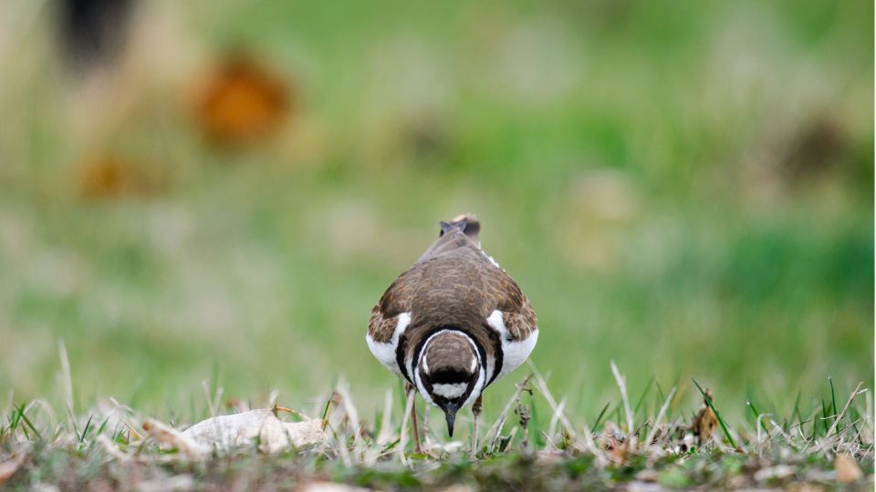ekfarku lile Charadrius vociferus 3