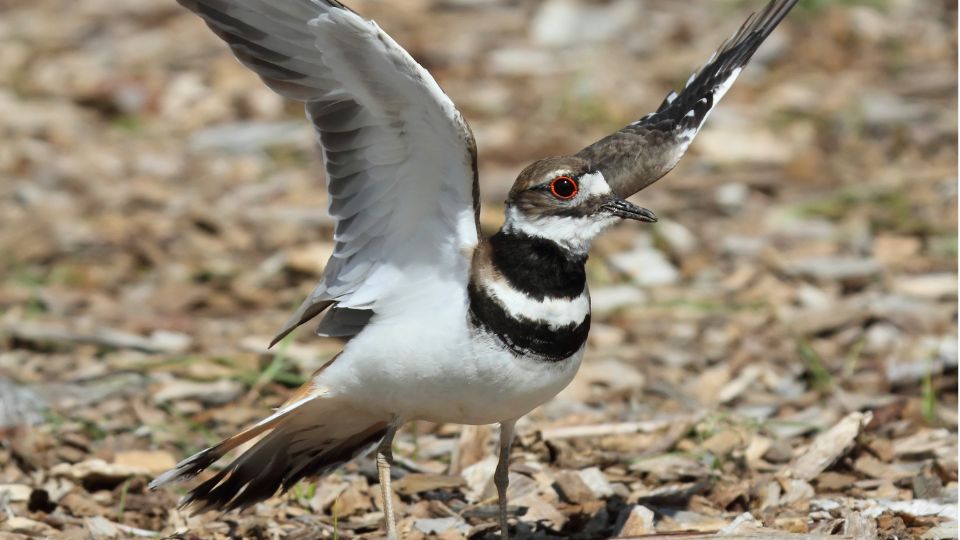 ekfarku lile Charadrius vociferus 4