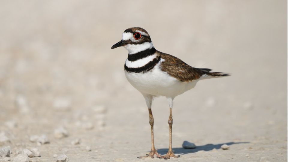 ekfarku lile Charadrius vociferus