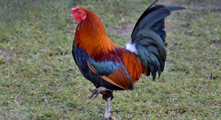 kakas hangja