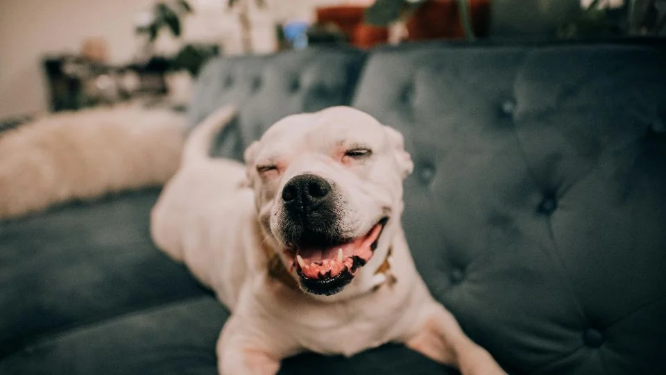 Egy boldog kutya pihen egy kényelmes kanapén, mosolyogva néz a kamerába.