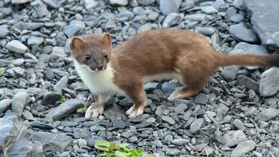 Egy menyét áll egy kövekkel borított talajon, figyelmesen néz körül.