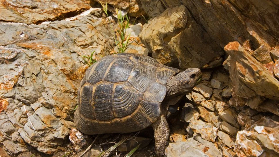 Egy görög teknős mászik a kövek között, zöld fűvel körülvéve.
