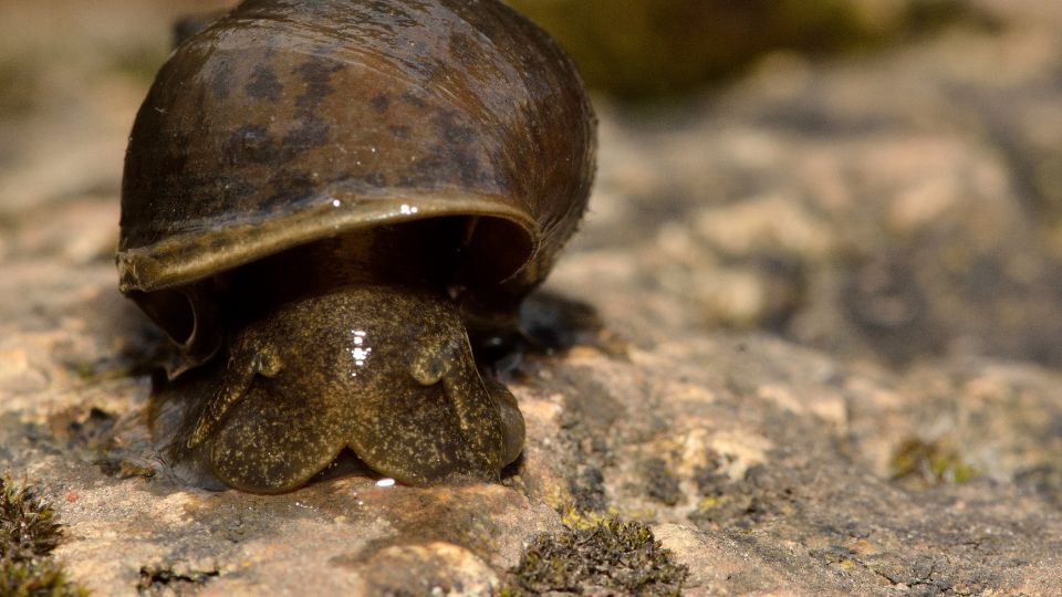 nagy mocsaricsiga Lymnaea stagnalis 1